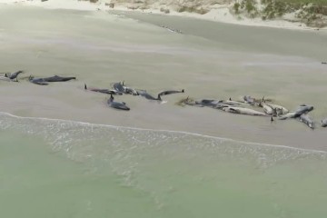 Whale Stranding in New Zealand Leaves 145 Dead